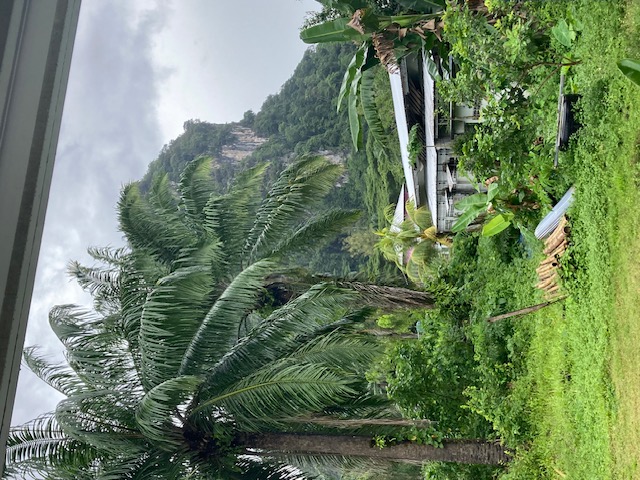 Palm trees and a dramatic limestone hill in the landscape near Wanasa